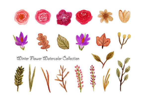 Download Winter Flower Watercolor - Color Collection